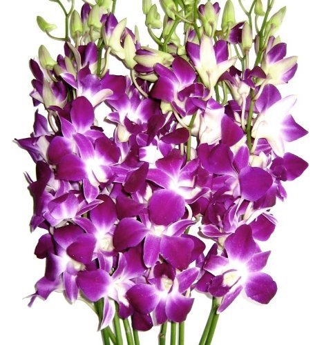 Fresh Cut Purple Orchid With Custom Printed Ribbon (30 Stems With Vase)