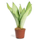 Silver Snake Plant - 3 Live Plants in 4 Inch Growers Pot - Sansevieria Trifasciata 'Moonshine' - Beautiful and Elegant Easy Care