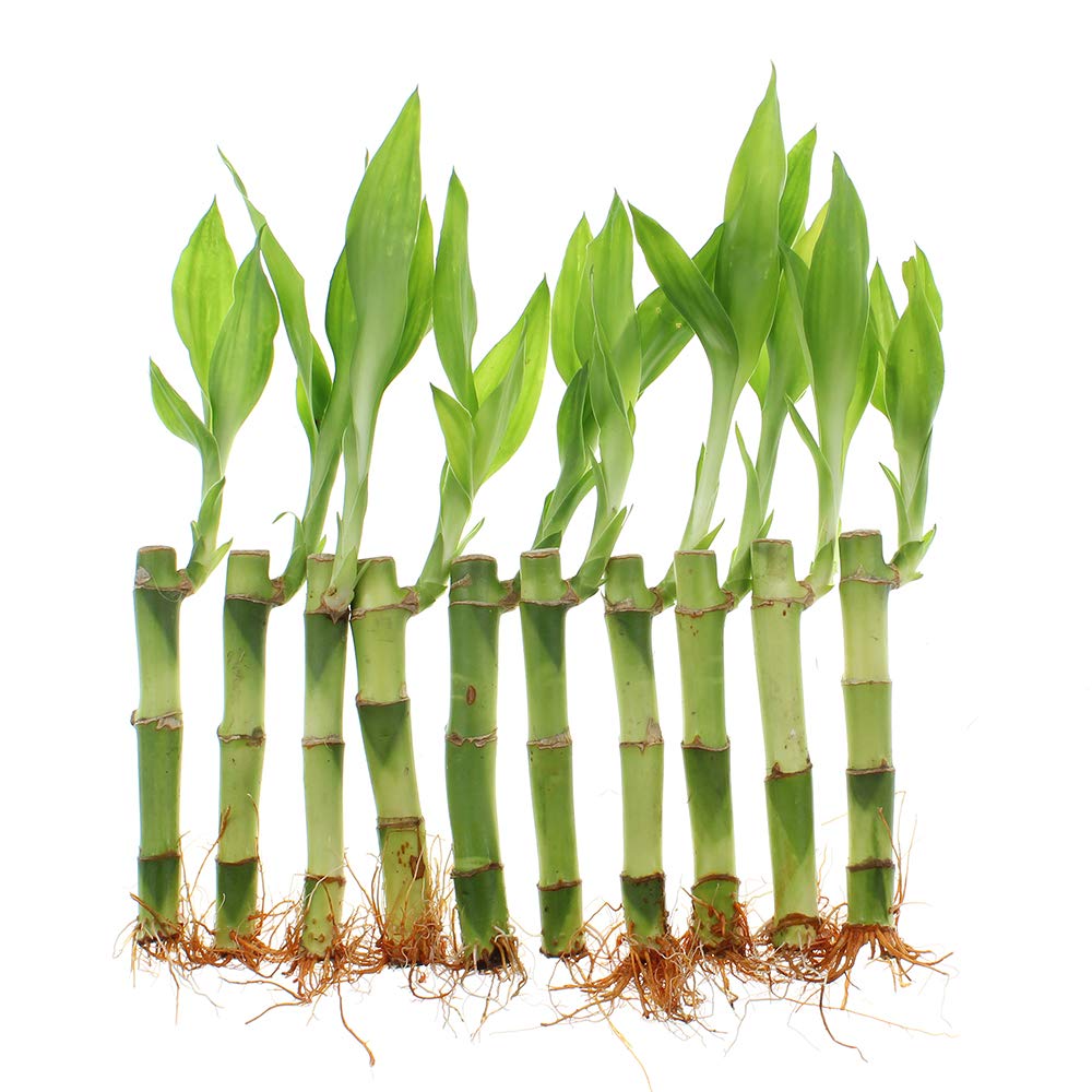 Nw Wholesaler - 4 Live Lucky Bamboo Plant - Bundle Of 20 Stalks - Live Indoor Houseplants For Home Decor, Live Bamboo Plant, Indoor Low Light Plants, Feng Shui (20)