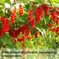 Wananfu Schisandra Berries Dried 4oz for Tea, Schisandra Berry, Natural Flavor