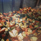 Florida Stone Crab Claws Jumbo 10 lb, Fresh Wild caughtF