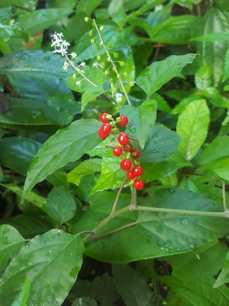 Jamaican Dog Blood Herb (Fertility Bush) Rivina Humilis