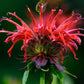 Naturegrail Wild Bergamot Petals - Edible Dried Beebalm - 0.1oz/3g - Rare Tea & Salad Ingredient