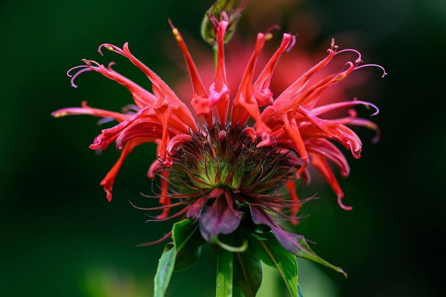 Naturegrail Wild Bergamot Petals - Edible Dried Beebalm - 0.1oz/3g - Rare Tea & Salad Ingredient