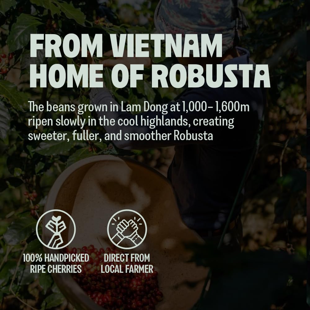 BAZAN COFFEE - Too Strong Robusta Vietnamese Whole Bean Coffee Dark Roast  Single Origin  High Caffeine & Low Acid Coffee  Bold Espresso Coffee Beans for Espresso Lovers  Full Bodied Flavor - 12oz bag