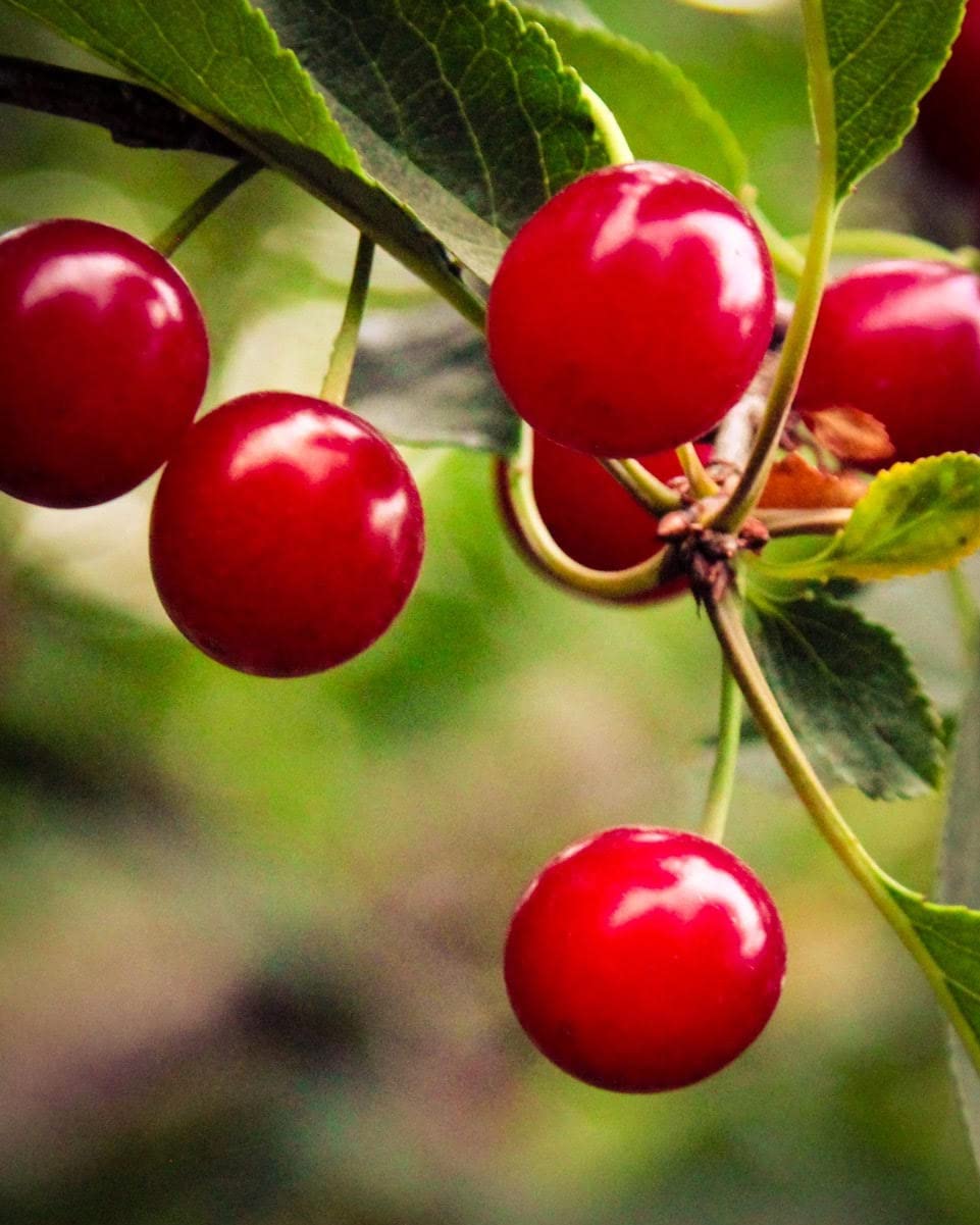 Country Spoon 100% Tart Cherry Juice (70+ Tart Cherries Per 8 oz) 12 Pack | Not from Concentrate, Single Ingredient Drink, Melat
