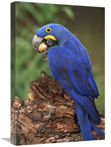 Hyacinth Macaw Eating Piassava Palm Nuts, Cerrado, Brazil-Canvas Art-16''X24''