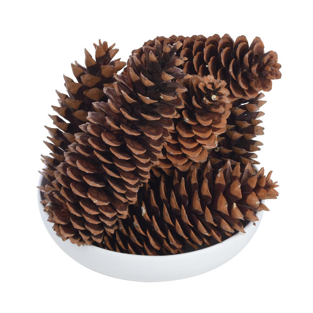 Vickerman 9.5-10 Sugar Pinecone 7/Pack. Includes Seven Sugar pinecones per Bunch. Natural Product.
