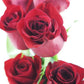 KaBloom Flowers - Mothers Day Collection - 12 Red Roses without vase  Gift for Birthday  Sympathy  Anniversary  Get Well  Thank You  Valentine  Mothers Day Fresh Flowers