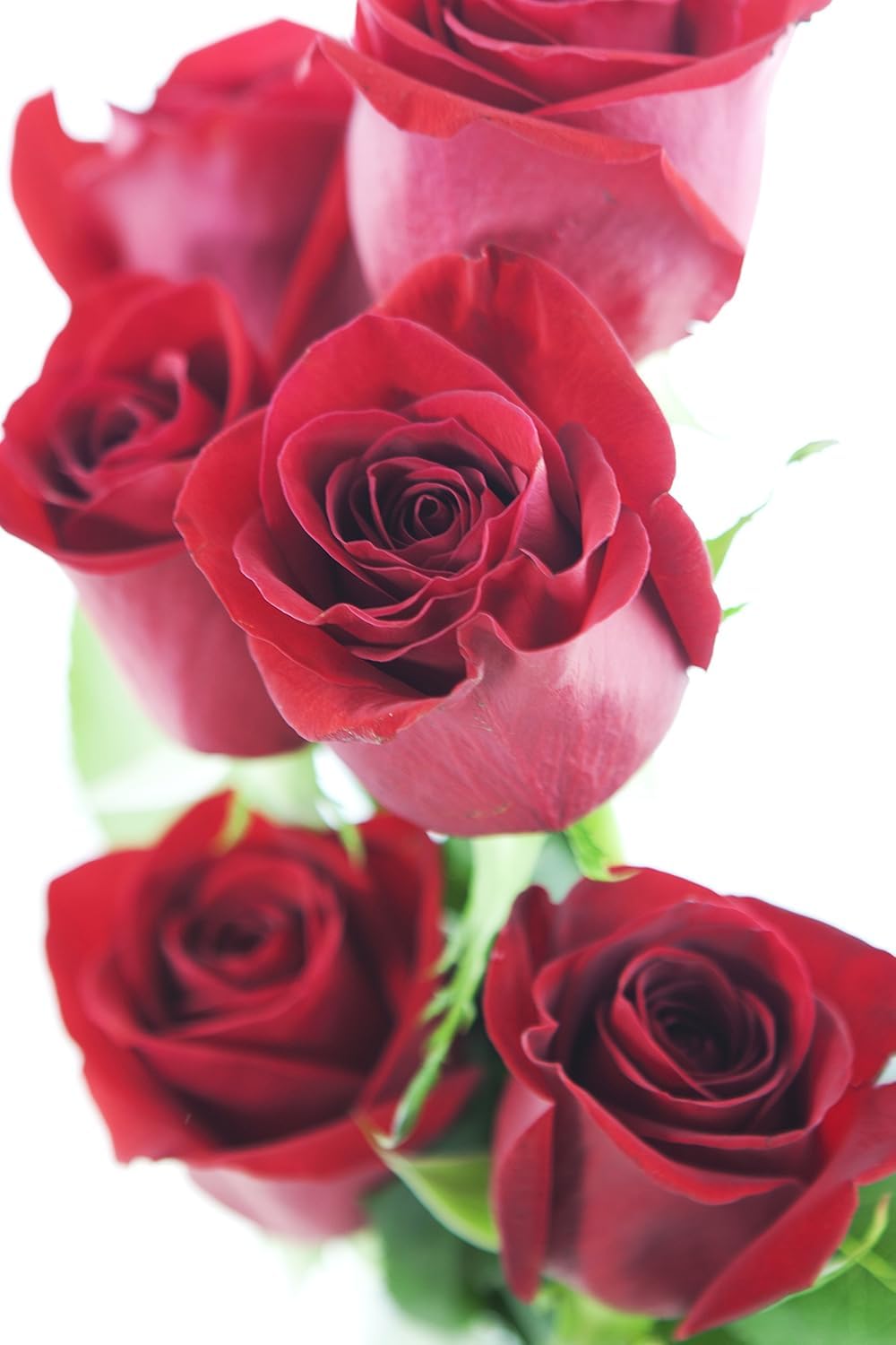 KaBloom Flowers - Mothers Day Collection - 12 Red Roses without vase  Gift for Birthday  Sympathy  Anniversary  Get Well  Thank You  Valentine  Mothers Day Fresh Flowers
