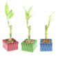 Nw Wholesaler - 4 Live Lucky Bamboo Plant - Bundle Of 20 Stalks - Live Indoor Houseplants For Home Decor, Live Bamboo Plant, Indoor Low Light Plants, Feng Shui (20)
