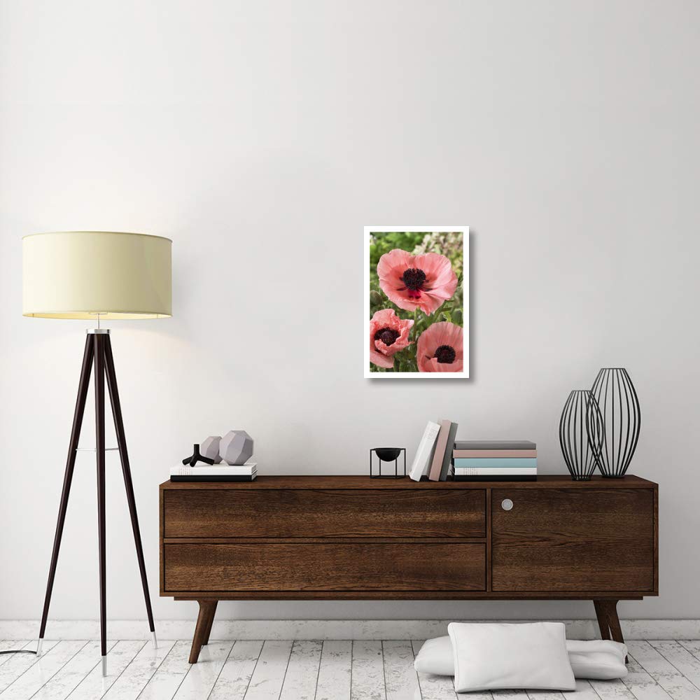 Oriental Poppy Salmon Variety Flowers-Paper Art-18''X26''