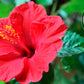 Teadreamtea Hibiscus Tea Bags | 400 Bleach-Free Tea Bags | Caffeine Free | Dried Hibiscus Flowers |Hibiscus Flower Tea | Dried Flower Tea |Herbalhibiscus