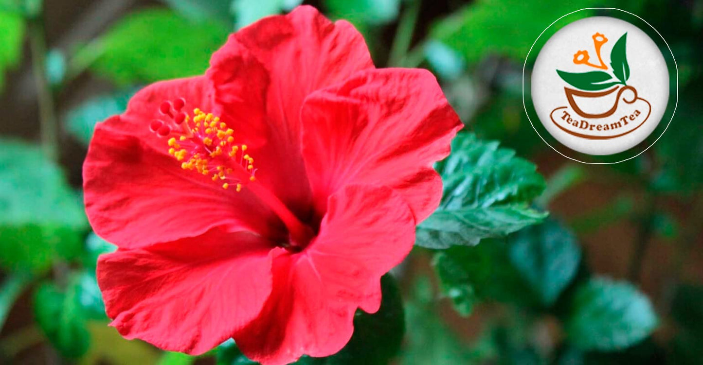 Teadreamtea Hibiscus Tea Bags | 400 Bleach-Free Tea Bags | Caffeine Free | Dried Hibiscus Flowers |Hibiscus Flower Tea | Dried Flower Tea |Herbalhibiscus
