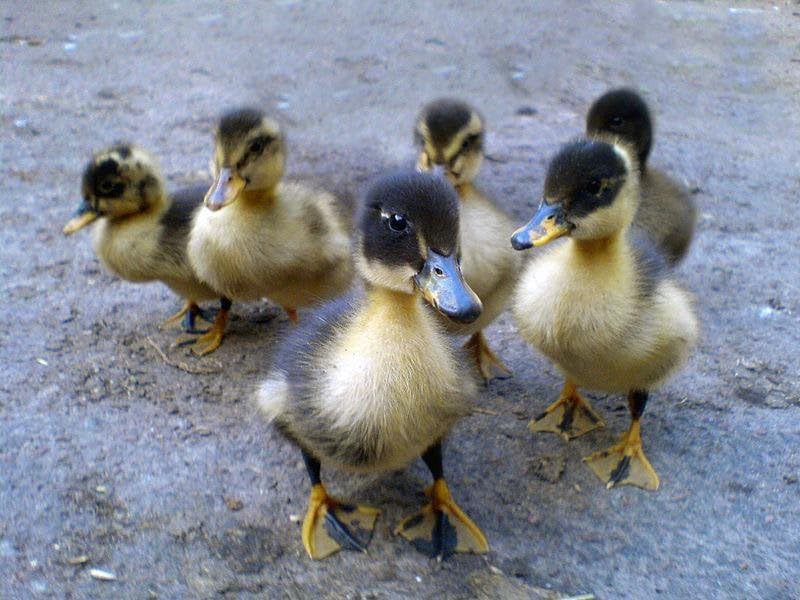 Generic Fertile Duck Hatching Eggs - Barnyard Mix, 5+ Eggs