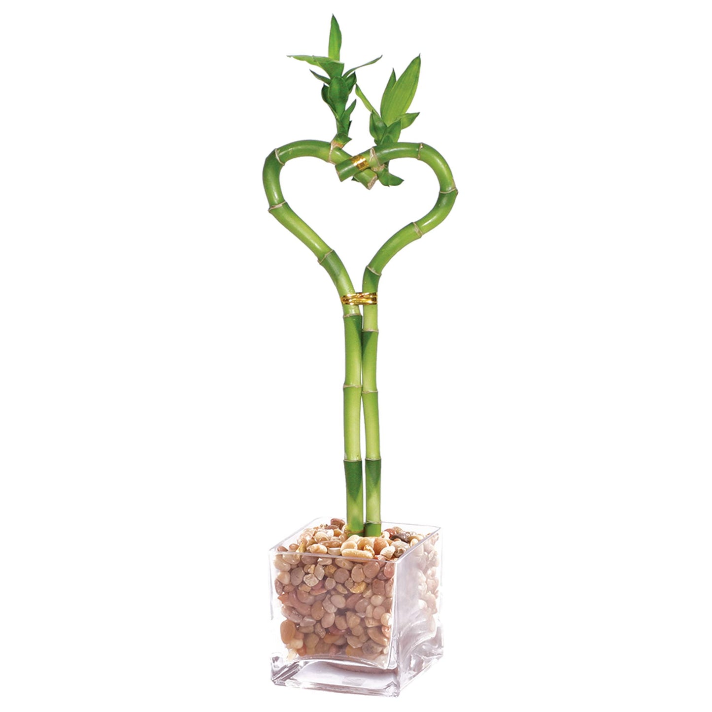 Brussels Bonsai - Small Chinese Sweet Plum Bonsai Tree, Indoor Live Plant in Ceramic Pot, 5 Years Old, 6-10 Inches Tall