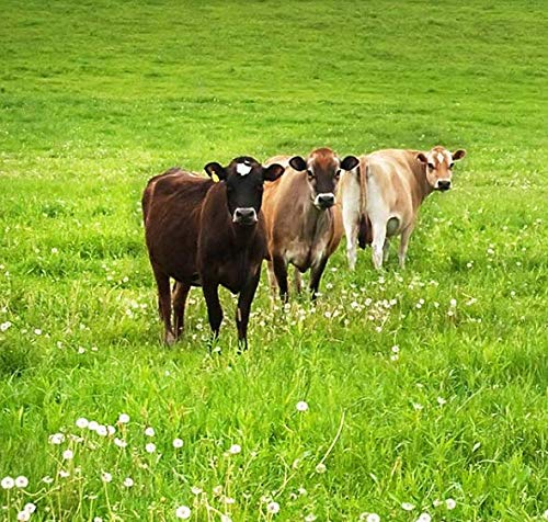 Maple Hill Crea mery, 100% Grass Fed Kefir, Plain, Organic 32 Ounce