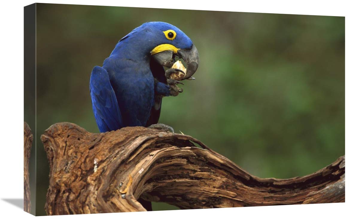 Hyacinth Macaw Eating Piassava Palm Nuts, Cerrado, Brazil-Canvas Art-24''X16''