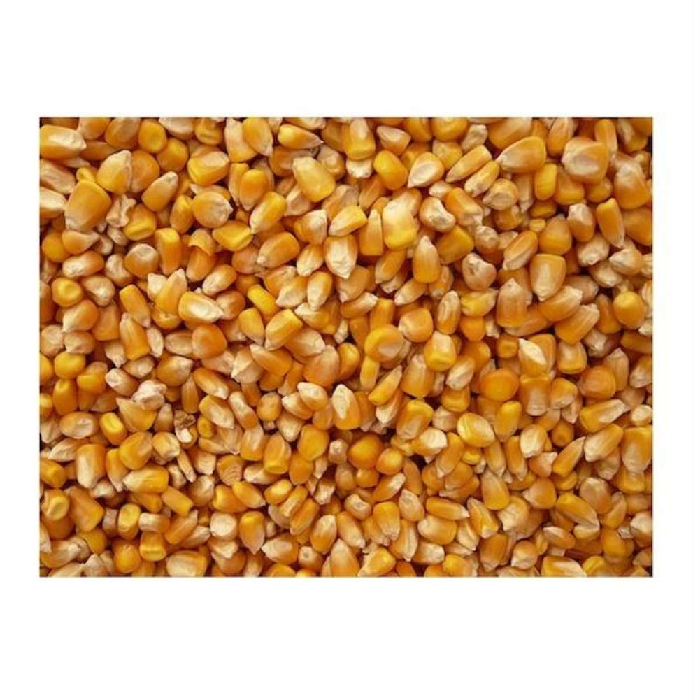 Bulk Grains 100% Organic Yellow Popcorn Bulk 5 Lbs