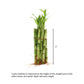 Nw Wholesaler - 6'' Straight Lucky Bamboo Stalks With Clear Slanted Glass Bowl - Live Indoor Plants For Home Decor - Feng Shui