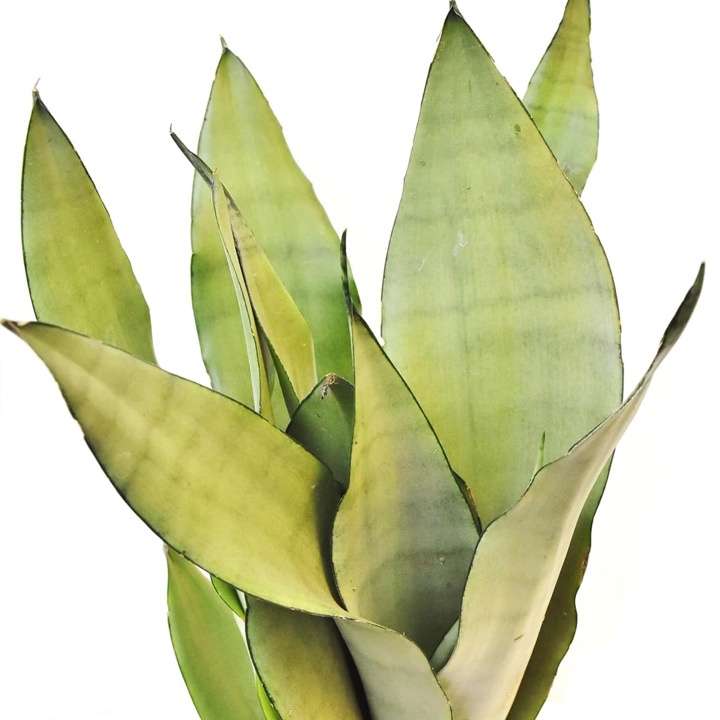 Silver Snake Plant - 3 Live Plants In 4 Inch Growers Pot - Sansevieria Trifasciata 'Moonshine' - Beautiful And Elegant Easy Care