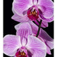 Orchid Flowering, Beveren-Waas, Belgium-Paper Art-18''X26''