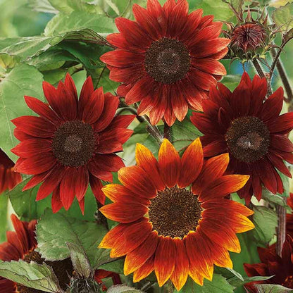 Eden Brothers Sunflower Seeds - Moulin Rouge