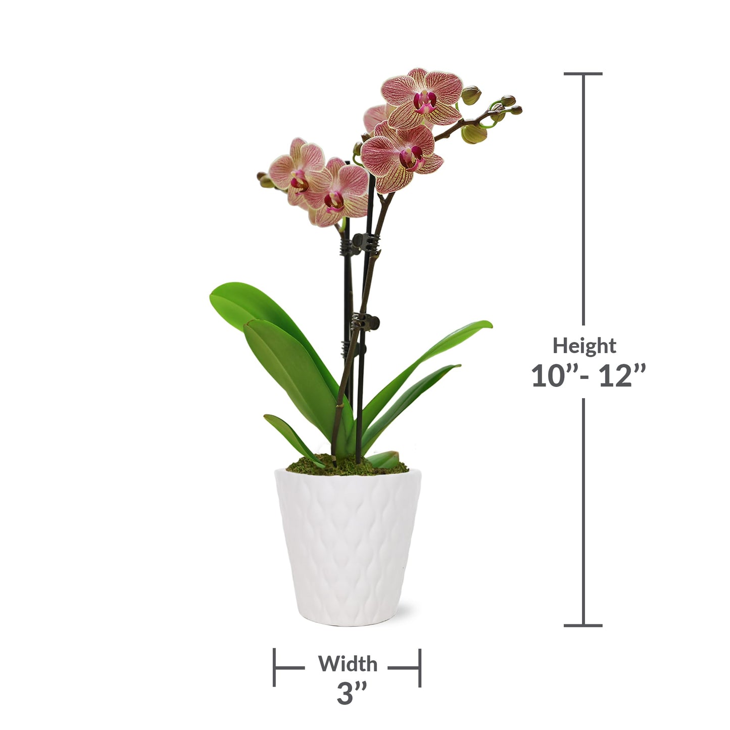 Green Circle Growers Salmon Orchid in 3 White Pot, Live Indoor Plants, House Plant