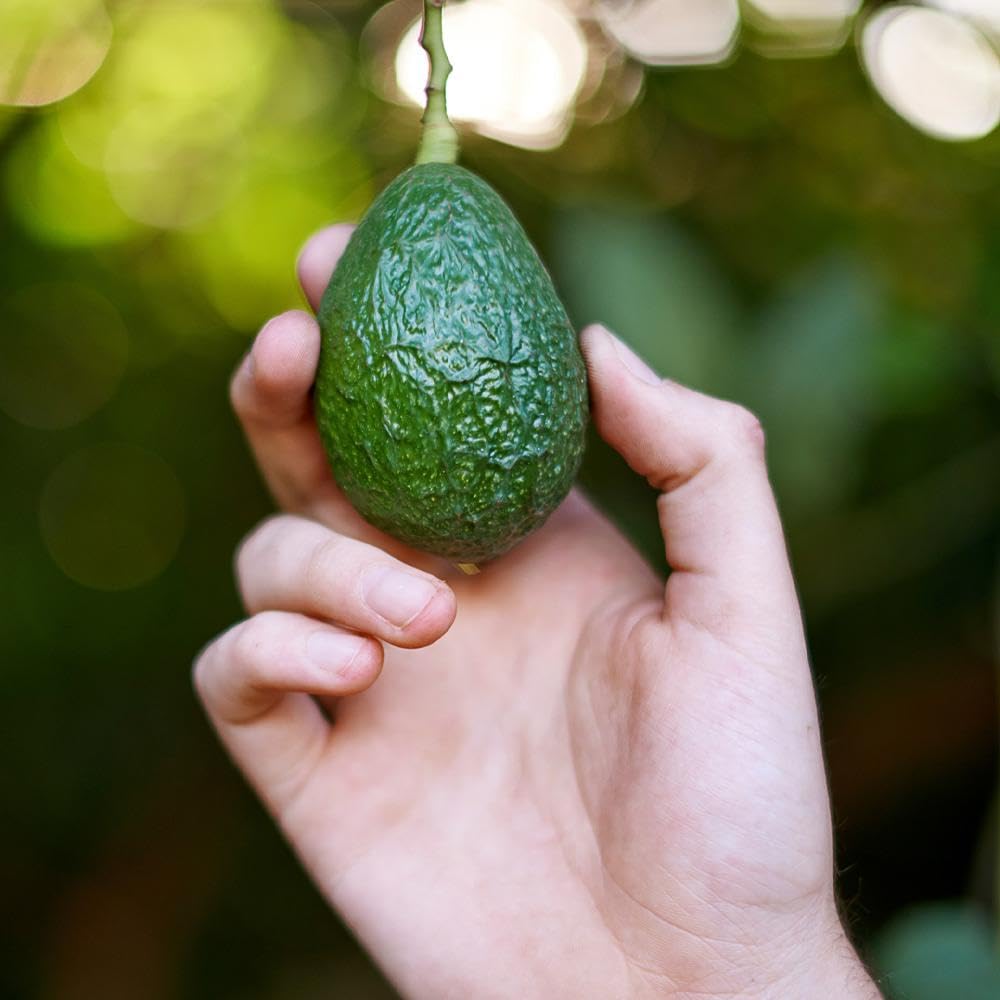 Brighter Blooms - Hass Avocado Tree, 3-4 Ft. - No Shipping To Az And Or