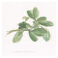 Sweet Marjoram -Paper Art-32''X32''