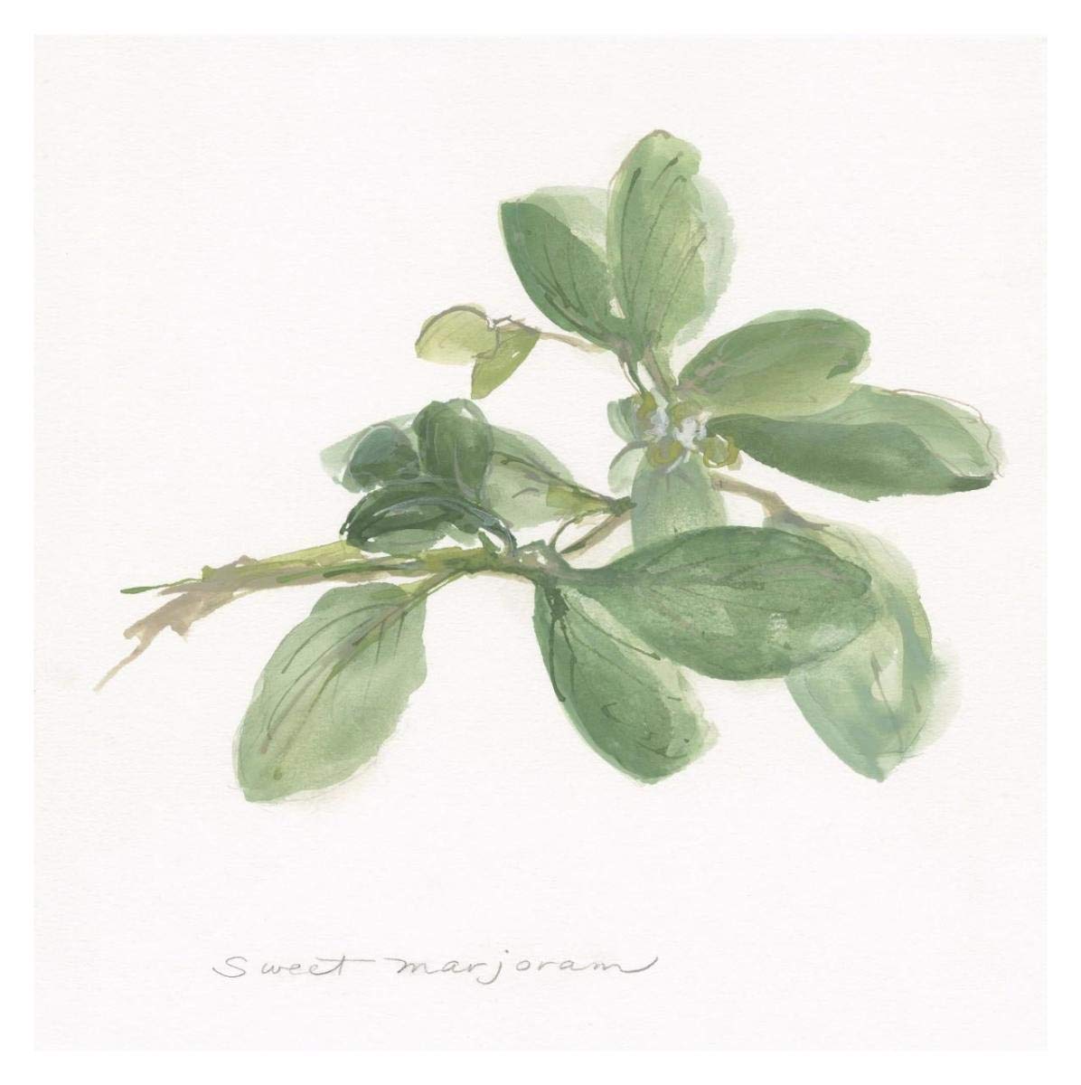Sweet Marjoram -Paper Art-32''X32''