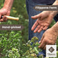 Organic Bay Leaves On Stem, 25 G (0.88 Oz), Laurel, Filippone, Picked Fresh Italian Dried Bay Leaf Sprigs, Sicilian, Freshly Gro