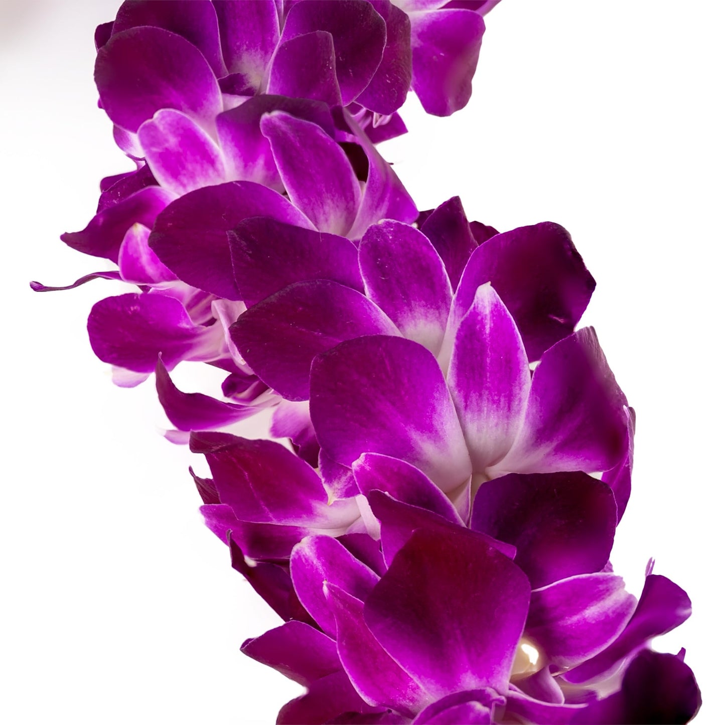 Generic Fresh Cut Orchids Flower Leis, Double Strand, Pink and Purple, Model Sonia, Perfect for Graduations and Party Decorations