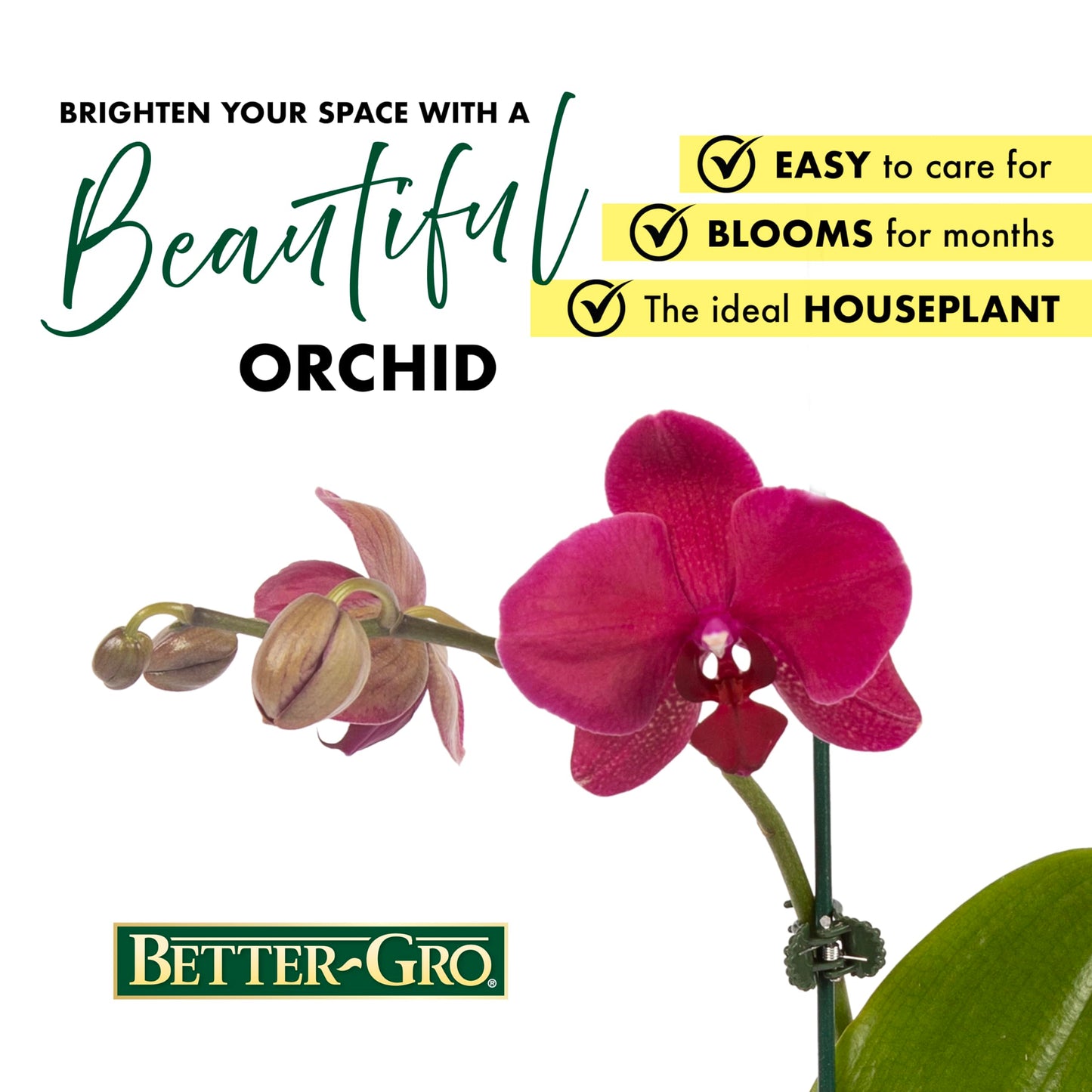 Better-Gro Hanging Kokedama Planter with Phalaenopsis Orchid - 19” - Pink Indoor/Outdoor