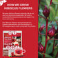 tsoneoo Premium Hibiscus Flowers Tea Bags - 100% Natural Herbal Tea - Vegan Friendly - No Sugar, Caffeine, or Gluten - 20 Count