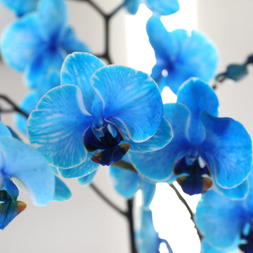 Green Circle Growers Blue Watercolor Orchid in a 5 White Pot, Live Indoor Plants, House Plant