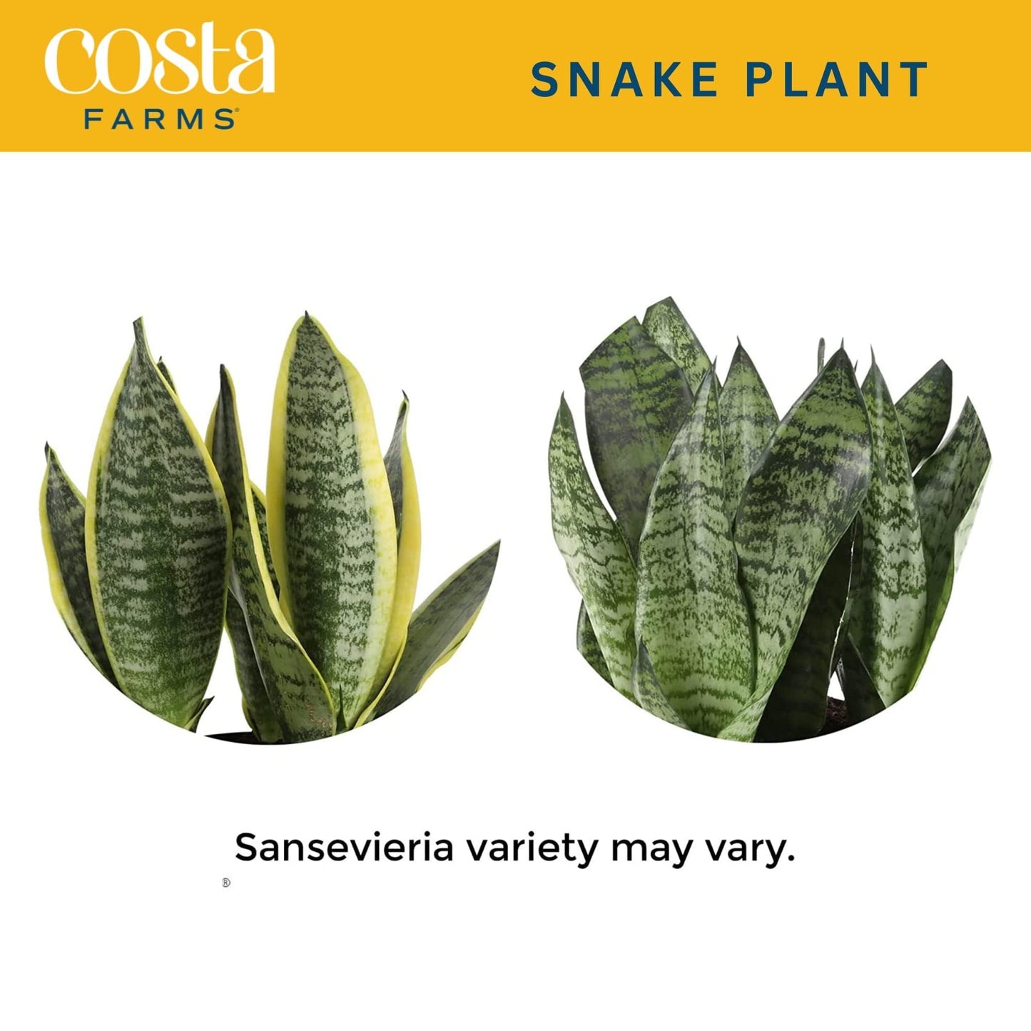 Costa Farms Sansevieria Growers Choice Snake Live Indoor Plant  12-Inches Tall  Grower Pot
