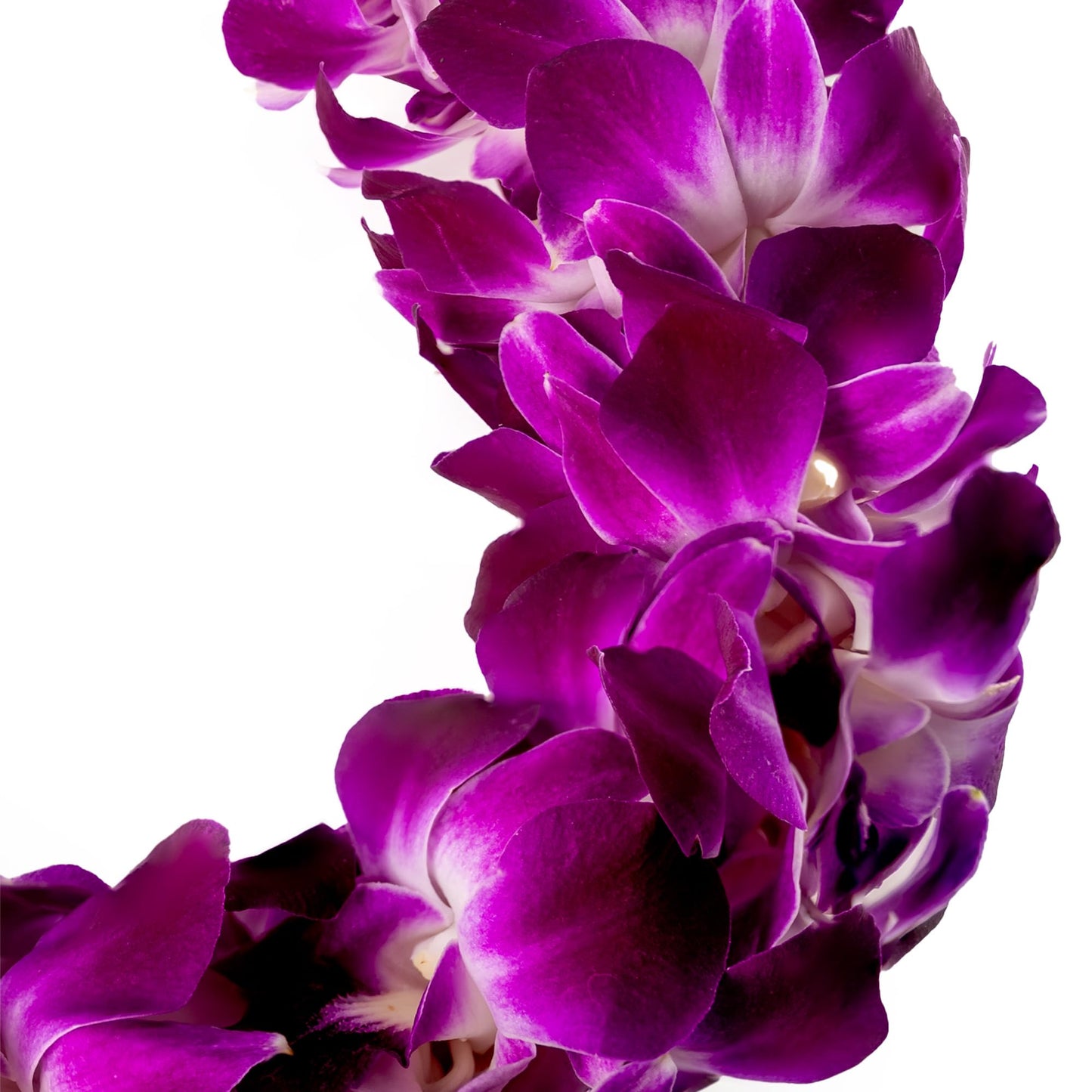 Generic Fresh Cut Orchids Flower Leis, Double Strand, Pink and Purple, Model Sonia, Perfect for Graduations and Party Decorations