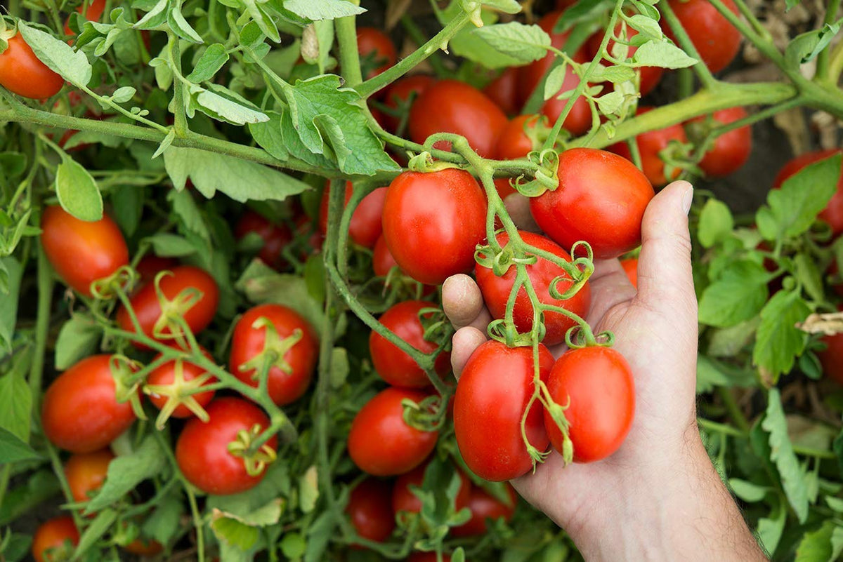 Mutti — 24.5 Oz. 6 Pack Of Tomato Puree (Passata) From Italy’S #1 Tomato Brand. Sweet And Velvety For Recipes Calling For Pureed Tomatoes.