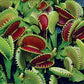 Dente Venus Fly Trap Live Plant - Dionaea Muscipula 'Dente' By Wellspring Gardens - Carnivorous Plant - Fly Trap Plant - Unique