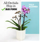 Enhanced Yellow Live Orchid Plant Blooming In 3.5 Blue & White Orchid Pot, Live Plants, Houseplant Gifts, Approx. 16 Tall, Pet Friendly Houseplants, Phalaenopsis Moth Flower By Plants For Pets