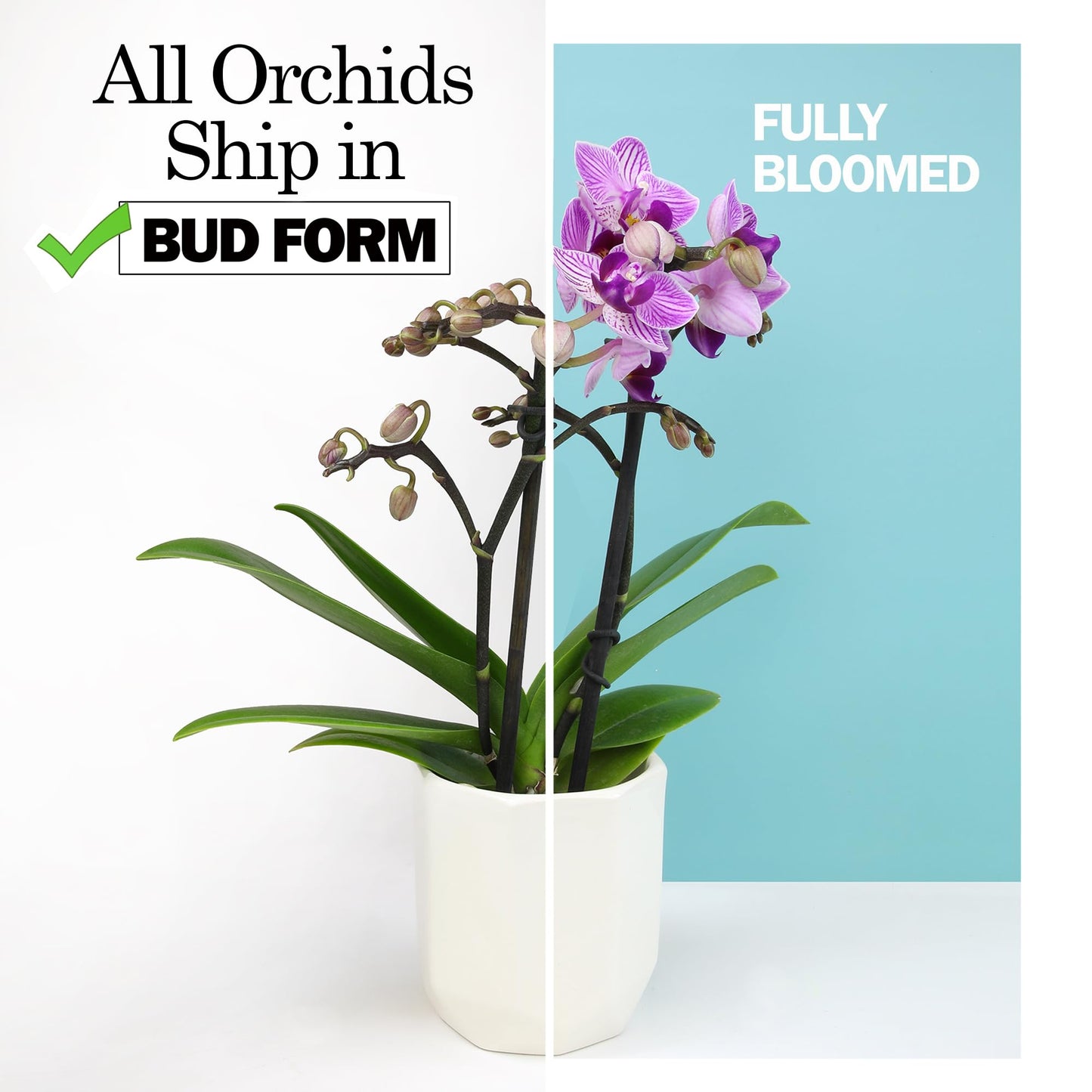 Enhanced Yellow Live Orchid Plant Blooming In 3.5 Blue & White Orchid Pot, Live Plants, Houseplant Gifts, Approx. 16 Tall, Pet Friendly Houseplants, Phalaenopsis Moth Flower By Plants For Pets
