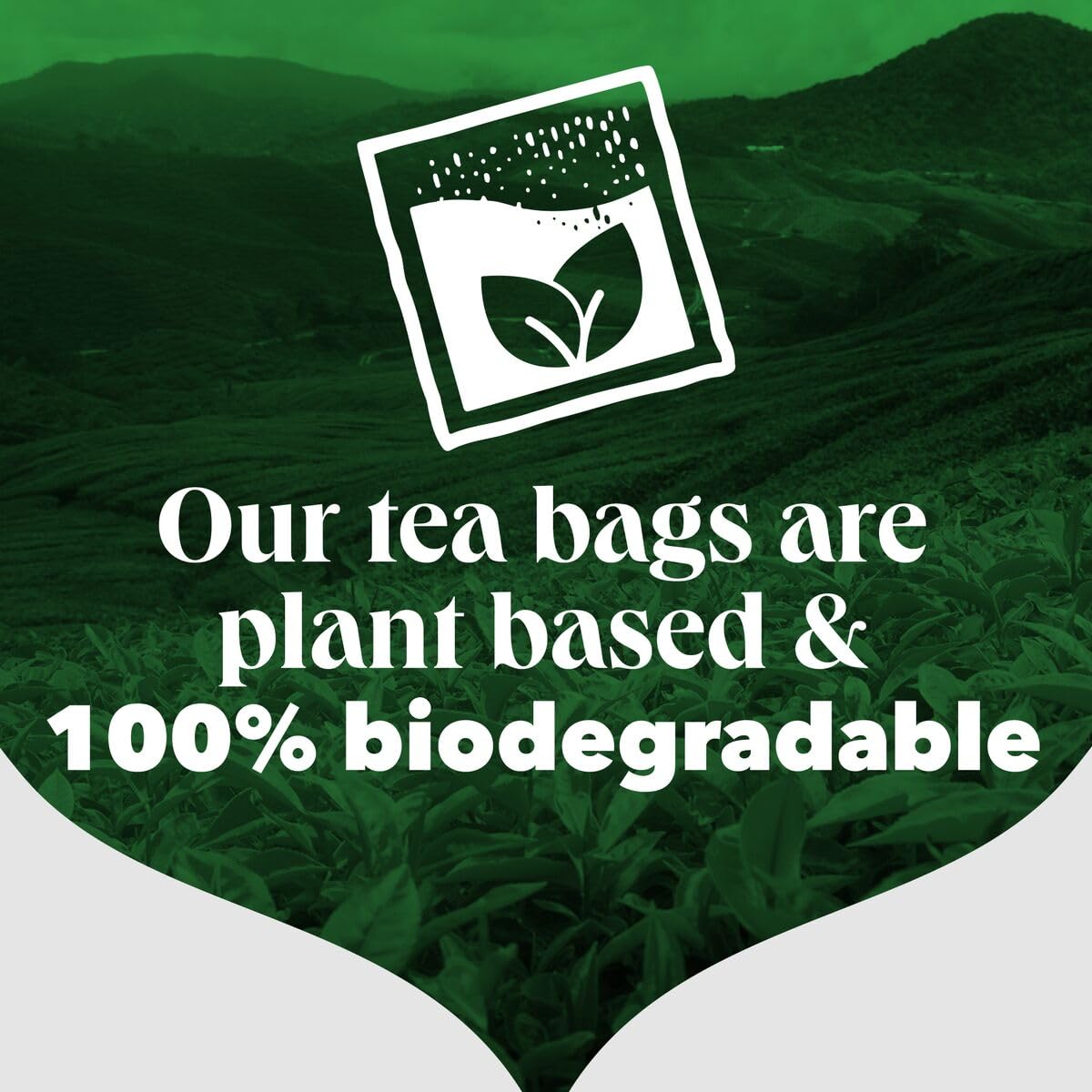 PG Tips Premium Black Tea, Pyramid Tea Bags, 40 Count (Pack of 6), Model 8712566865505