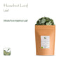 Hazelnut Leaf Tea - Corylus Avellana - Hazelnut Tea Hazel Nuts