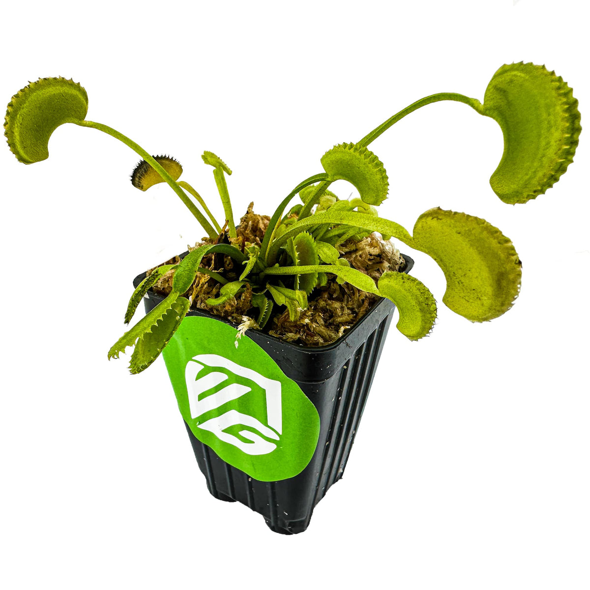 Dente Venus Fly Trap Live Plant - Dionaea muscipula 'Dente' by Wellspring Gardens - Carnivorous Plant - Fly Trap Plant - Unique 