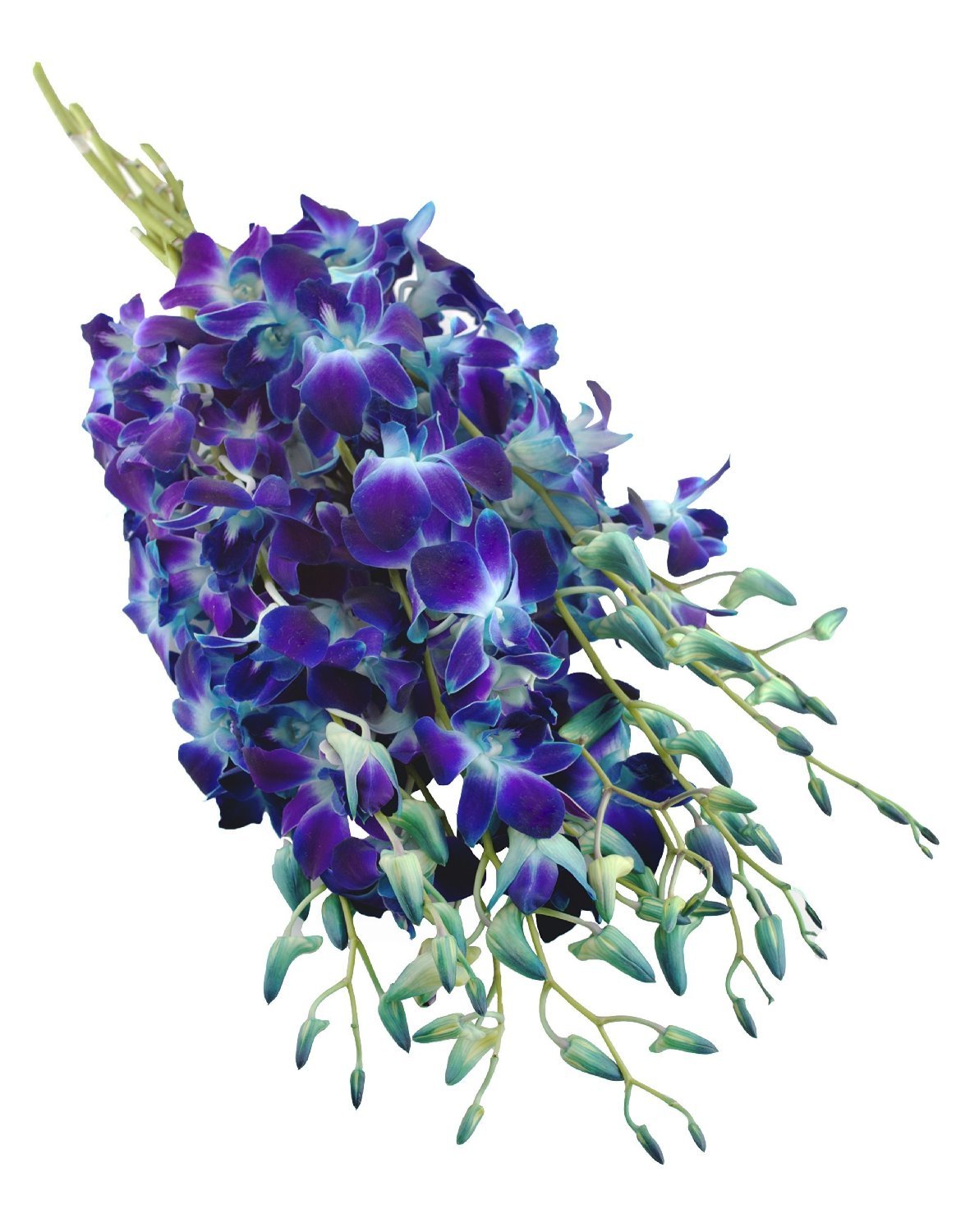 Premium Cut Purple Orchids (Support Small Business) (Blue, 10 Stems With Vase)
