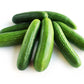 RawJoy Fresh Green Mini Cucumbers, 3 Pound, Ideal for Salads and Snacking