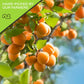 Nut Cravings Dry Fruits - Sun Dried Turkish Apricots, No Sugar Added (32Oz - 2 Lb) Packed Fresh In Resealable Bag - Sweet Snack,