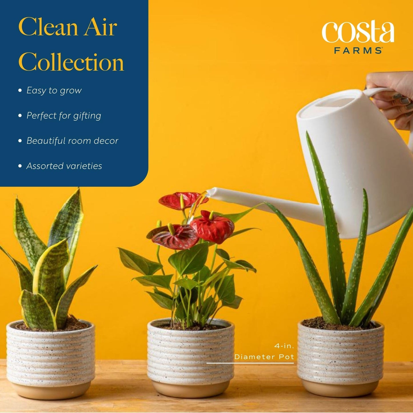 Costa Farms Live Indoor Houseplants, Air Purifying Plants, 8-10 Inches Tall, Indoor Garden Plant Pot (3-Pack)
