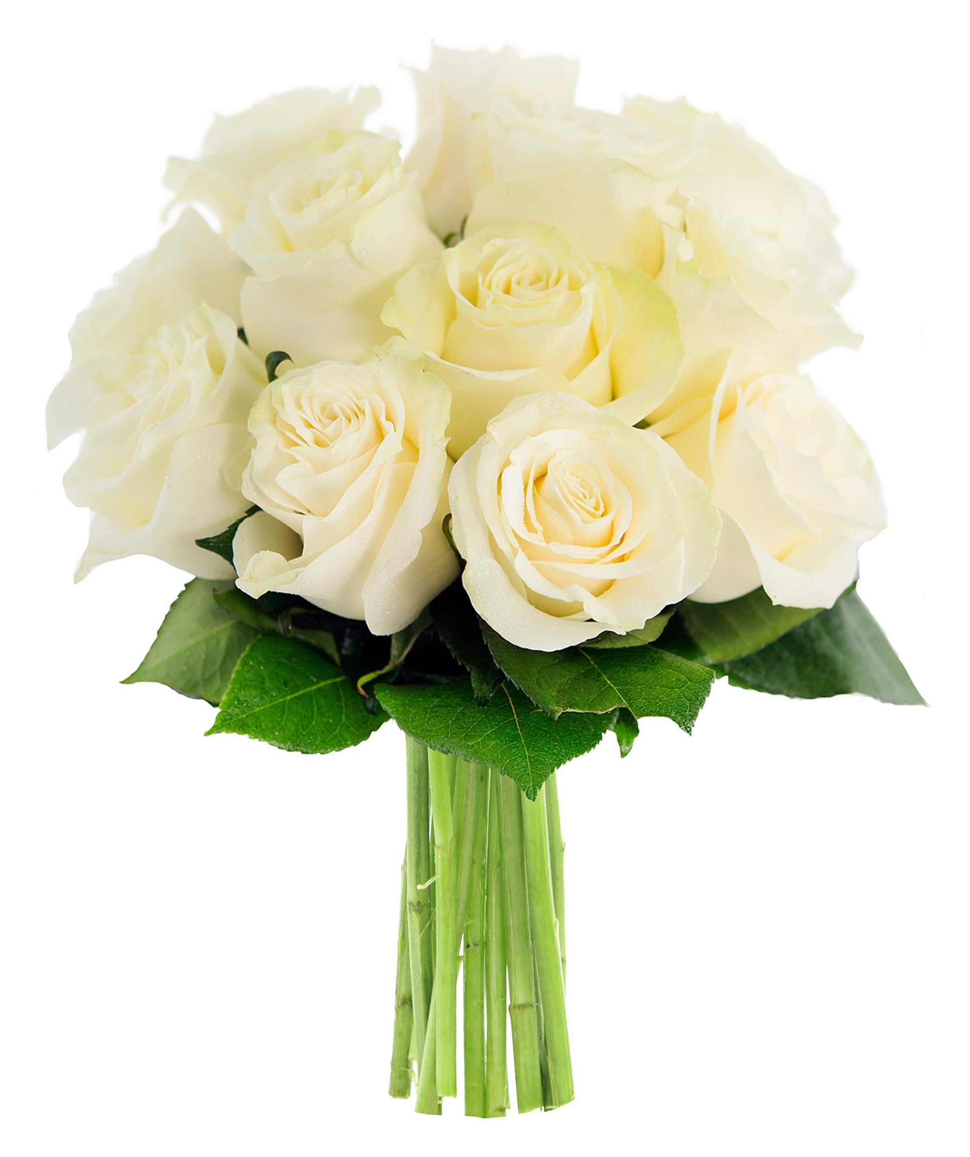 Kabloom Flowers - MotherS Day Collection - Bouquet Of 12 Fresh White Roses Without Vase - Gift For Birthday  Anniversary  Get Well  Thank You  Valentine  Mothers Day Fresh Flowers